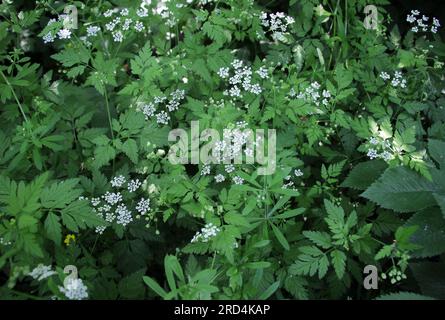 Il temulum di chaerophyllum della pianta velenosa si sviluppa nel selvaggio Foto Stock