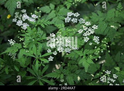 Il temulum di chaerophyllum della pianta velenosa si sviluppa nel selvaggio Foto Stock