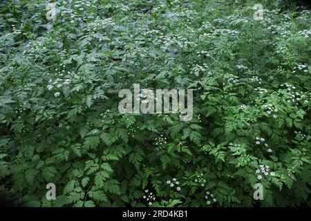 Il temulum di chaerophyllum della pianta velenosa si sviluppa nel selvaggio Foto Stock