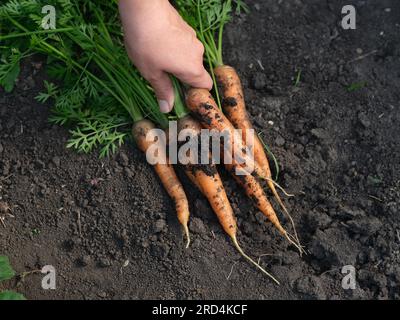 Una donna che raccoglie carote biologiche appena raccolte che erano sdraiate sul terreno. Primo piano. Foto Stock