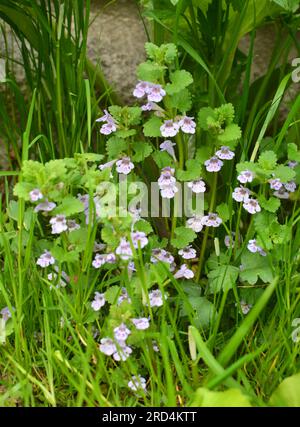 In primavera, Glechoma hederacea cresce e fiorisce in natura Foto Stock