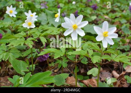 Nella fauna selvatica della foresta fiorire primaverile pianta perenne Anemone nemorosa Foto Stock