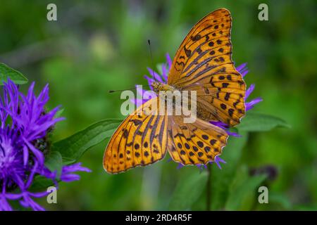 Butterfly fritillary con ali arancioni aperte con puntini punteggiati su un fiore. Foto Stock