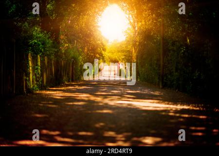 Una strada larga con un cancello alla fine, verso la luce proveniente dall'alto delle cime degli alberi. Foto Stock