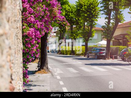 Infrastruttura pedonale. Un marciapiede segnato sulla carreggiata e un albero su un passaggio pedonale. Buganvilla appesa a un muro da una strada e da un marciapiede Foto Stock