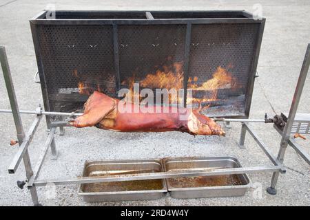 maialino da latte arrostito su suinetto da cucina sputato nel grill a legna da ardere Foto Stock