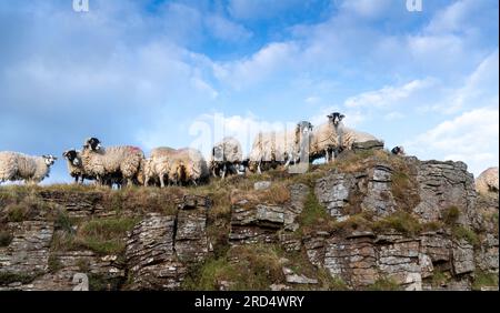 Pecore Swaledale che pascolano nella brughiera rocciosa del Parco nazionale Yorkshire Dales. Foto Stock