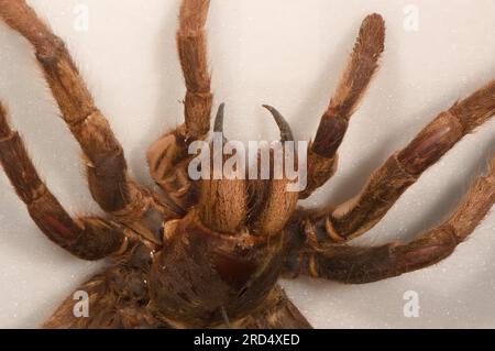 Tarantola marrone peloso con fangs grandi. Primo piano. Foto Stock