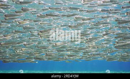 Infiniti branchi di piccoli pesci luminosi Hardyhead Silverside nuotano sotto la superficie dell'acqua una luminosa giornata di sole in un'esplosione di sole, retroilluminazione (Contre-jour) Foto Stock