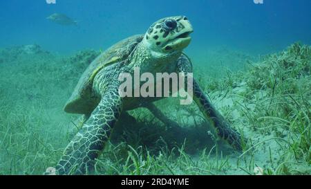 Tartarughe marine maschili molto antiche (Eretmochelys imbricata) o Bissa su prato di agrassi ricoperto di erba marina a foglia tonda o tagliatelle Foto Stock