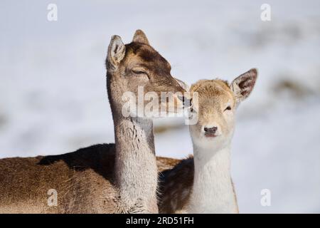 Madre di daino europeo (Dama dama) con la sua creatura su un prato innevato tra le montagne del tirolo, Kitzbuehel, Wildpark Aurach, Austria Foto Stock