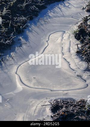 Ghiaccio su un campo, pozzanghera congelata, fiori di ghiaccio, forme naturali nel ghiaccio, modelli di ghiaccio, formazioni di ghiaccio, struttura di ghiaccio Foto Stock