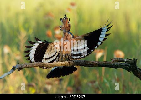 Eurasiatica Hoopoe - Upupa epops che nutrono le sue pulcini catturate in volo. Ali larghe, cresta e preda tipiche - ragno - nel becco. Cacciare insetti, lizar Foto Stock