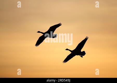 Canada Goose (Branta canadensis) Au sul Reno vicino a Karlsruhe volando al tramonto Foto Stock