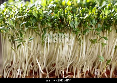 Germogli freschi di crescione da giardino pronti per l'uso nella K Foto Stock