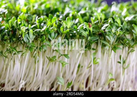 Germogli freschi di crescione da giardino pronti per l'uso nella K Foto Stock