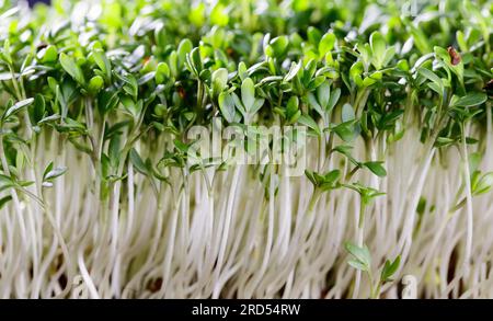 Germogli freschi di crescione da giardino pronti per l'uso in cucina Foto Stock