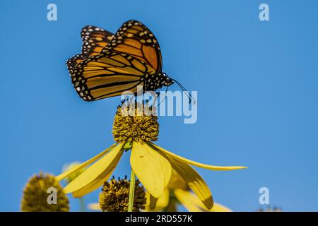 Primo piano della farfalla monarca (Danaus plexippus) sorseggiando nettare dal girasole selvatico giallo, Pennsylvania Foto Stock