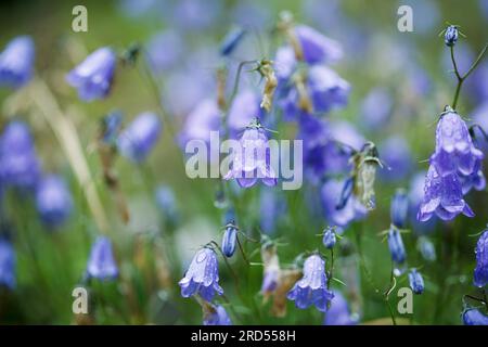 Prato alpino con genziana e cr Foto Stock