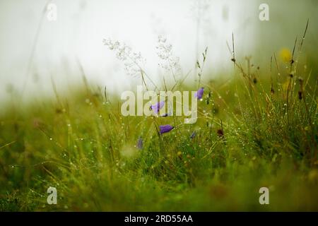 Prato alpino con genziana e cr Foto Stock