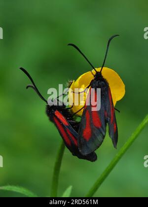 Mountain Burnets su Un fiore giallo Foto Stock