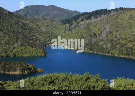 Scendi sul Queen Charlotte Track, percorso di trekking in nuova Zelanda Foto Stock