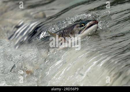 Salmone rosa (Oncorhynchus gorbuscha) che salta su una cascata mentre si dirige verso le zone di riproduzione, Prince William Sound, Alaska, USA Foto Stock