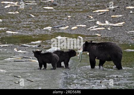 L'orso nero americano (Ursus americanus) con due cuccioli in acqua che tengono il salmone catturato in bocca, la foresta pluviale, Prince William Sound Foto Stock