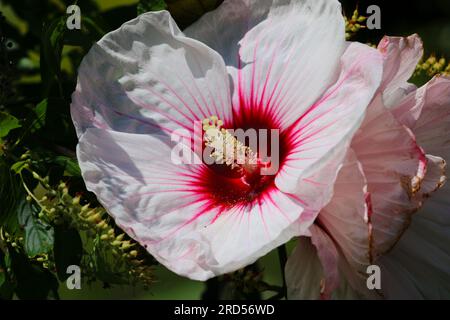 Primo piano macro di un fiore di ibisco bianco e rosa. Profondità di campo ridotta Foto Stock