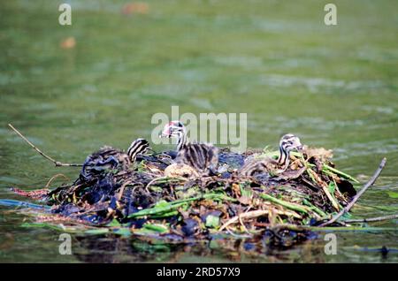 Grande grebe crestata (Podiceps cristatus), nido di pulcini, Renania settentrionale-Vestfalia, Grebe, Germania Foto Stock