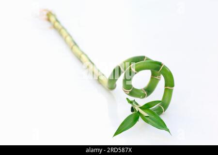 Lucky Bamboo (Dracaena sanderiana) Foto Stock