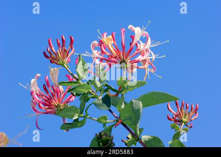 Caprifoglio italiano, Renania settentrionale-Vestfalia, Germania, caprifoglio perfogliato (Lonicera caprifolium) Foto Stock