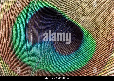 Peluche indiano (Pavo Cristatus), maschio, dettaglio piuma coda Foto Stock