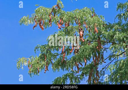 Carrube del miele (Gleditsia triacanthos), cipolla di cuoio, False Christ thorn, famiglia Carob, Caesalpiniaceae Foto Stock