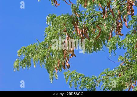 Carrube del miele (Gleditsia triacanthos), cipolla di cuoio, False Christ thorn, famiglia Carob, Caesalpiniaceae Foto Stock