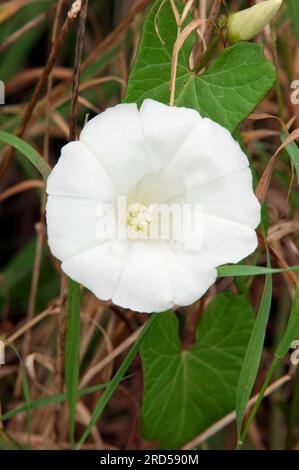 Alghe bindweed più grandi (Calystegia sepium), Renania settentrionale-Vestfalia, Germania Foto Stock
