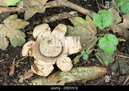 Renania settentrionale-Vestfalia, Ruffed Earth Star (Geastrum triplex), Collar Earth Star, Germania Foto Stock