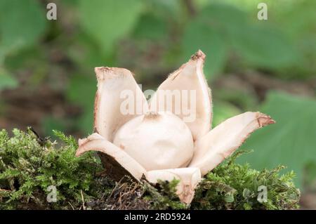 Renania settentrionale-Vestfalia, Ruffed Earth Star (Geastrum triplex), Collar Earth Star, Germania Foto Stock