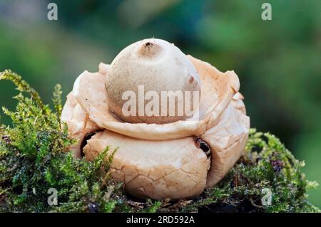 Renania settentrionale-Vestfalia, Ruffed Earth Star (Geastrum triplex), Collar Earth Star, Germania Foto Stock