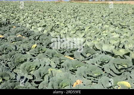 Campo con cavolo savoia e cavolo bianco (Brassica oleracea convar. Capitata con cavolo vegetale (Brassica oleracea var. sabauda), cavolo Savoy Foto Stock