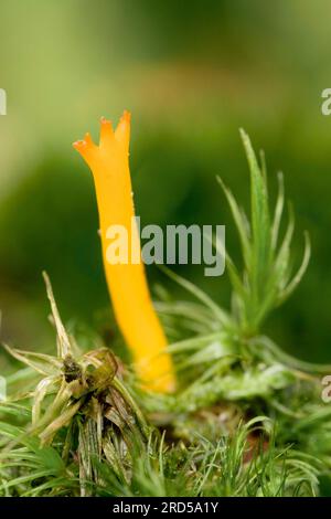 Paillotto giallo (Calocera viscosa), fungo gelatina di stagno, fungo gelatina di corna, fungo corna giallo, Paesi Bassi Foto Stock