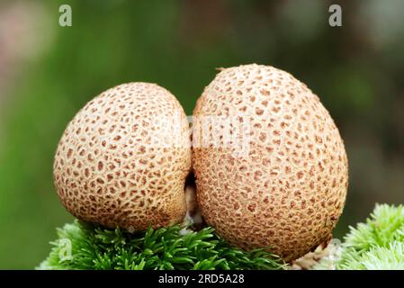 Common Earthball (scleroderma citrinum), Paesi Bassi Foto Stock