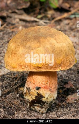 Lurid lurid bolete (Boletus luridus), Paesi Bassi Foto Stock