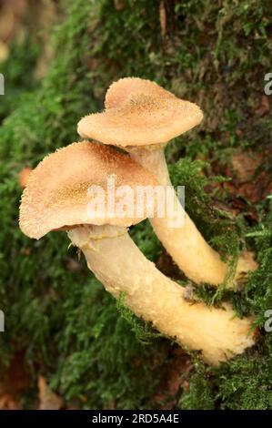 Armillaria solidipes (Armillaria ostoyae), Renania settentrionale-Vestfalia, STEM rot, Germania Foto Stock