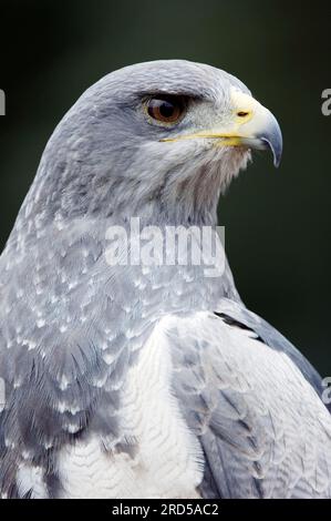 Falco petto nero, Buzzard aquila grigia, aquila buzzarda con castiglio nero (Geranoaetus melanoleucus) Foto Stock