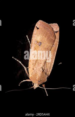 Sottoala gialla maggiore, grande sottoala gialla (Noctua pronuba), Germania Foto Stock