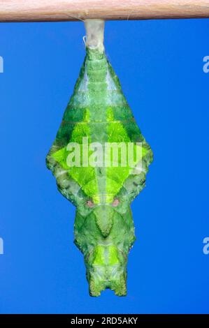 Mormone scarlatto, crisalide (Papilio rumanzovia), coda di rondine Foto Stock