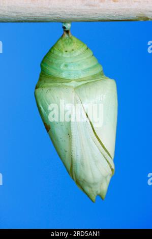 Morpho Butterfly, pupa, Blue fritillary, peleides Blue Morpho (Morpho peleides) Foto Stock