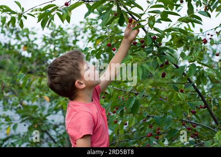 bambino in età prescolare che raccoglie e mangia ciliegie rosse mature dall'albero nel giardino di casa. ritratto di primo piano di happy boy nel ciliegio. stagione estiva del raccolto. s Foto Stock