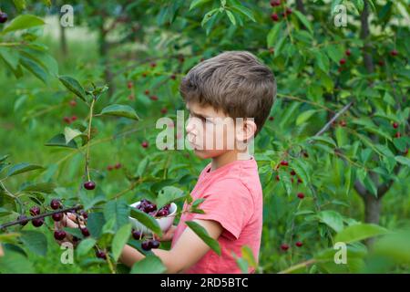 bambino in età prescolare che raccoglie e mangia ciliegie rosse mature dall'albero nel giardino di casa. primo piano Ritratto di bambino con piatto di ciliegie sullo sfondo di ciliegia Foto Stock